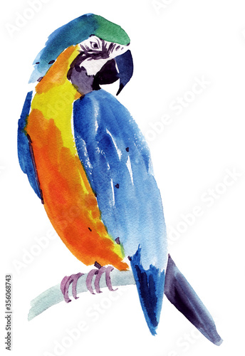 Watercolor illustration of a bird parrot