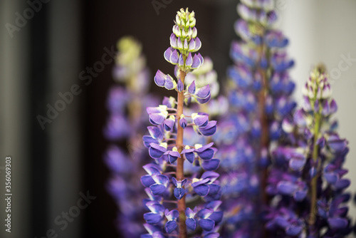 Lupine flowers in a bouquet
