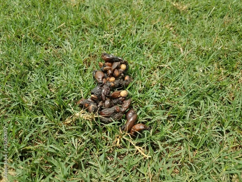 animal poop in grass