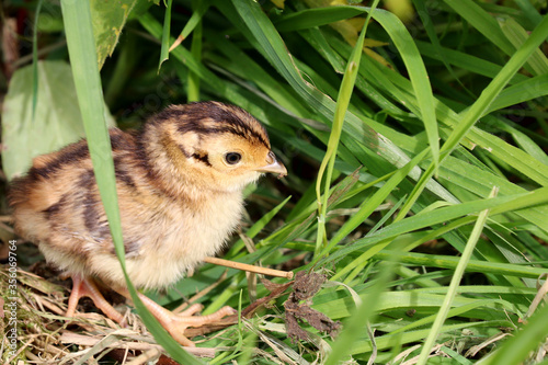 A Pheasant Chick with a small insect in its beak moving through the undergrowth. Scientific name Phasianus colchicus