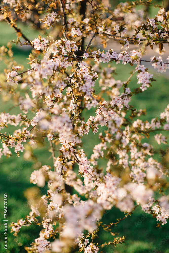 Fototapeta premium Bright pink flowers on a tree. Spring in the parks