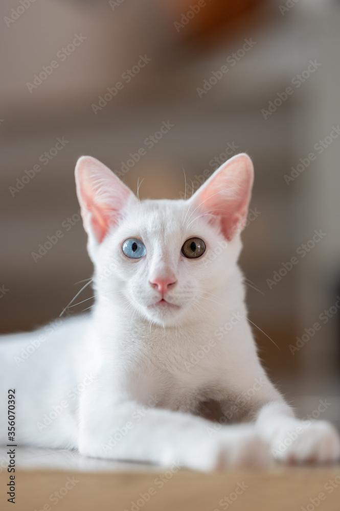 Close up portrait of a cat, domestic cat, kitty (selective focus)