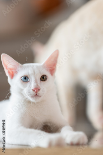 Close up portrait of a cat, domestic cat, kitty (selective focus) © Kimree