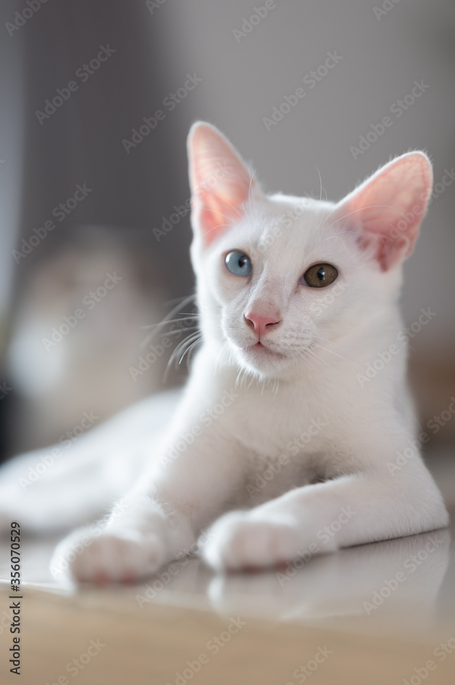 Obraz premium Close up portrait of a cat, domestic cat, kitty (selective focus)