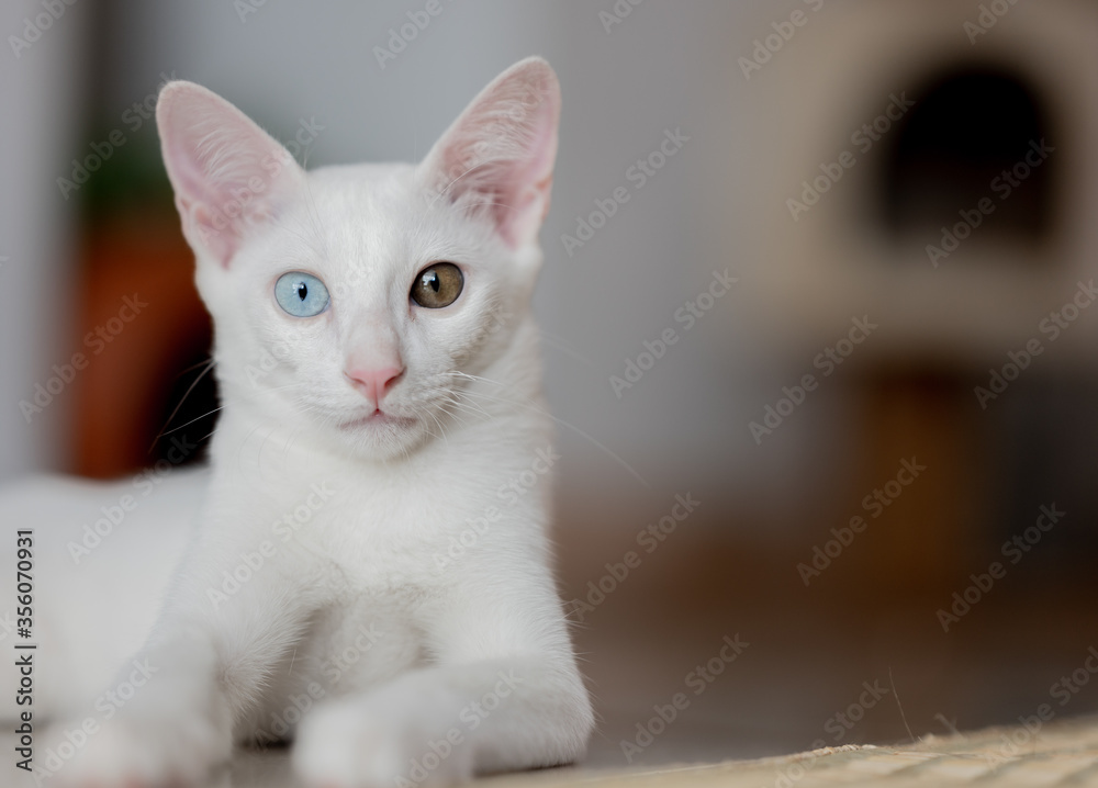 Close up portrait of a cat, domestic cat, kitty (selective focus)