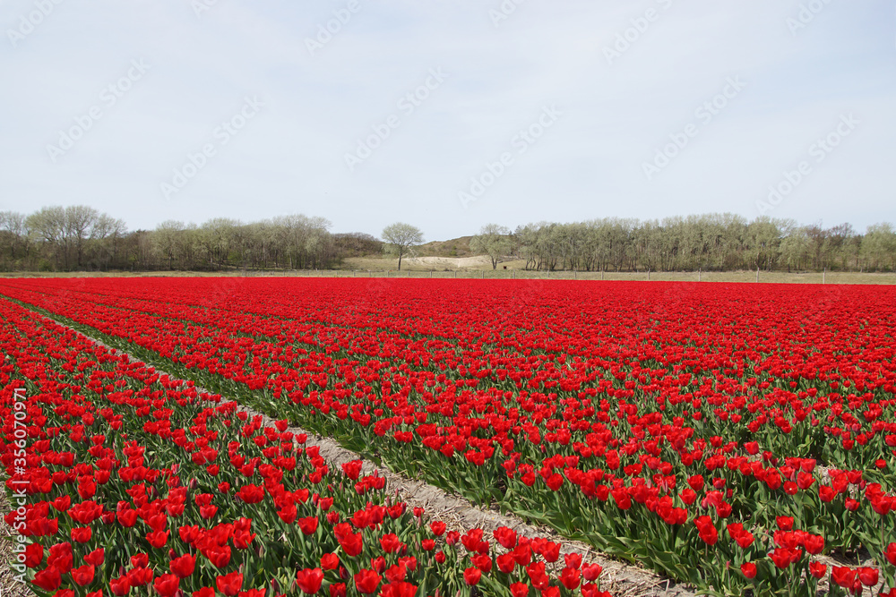 Tulip field with red tulips in North Holland near the village of Egmond aan den hoef in spring. In the distance the sand dunes. Netherlands, April 10,.