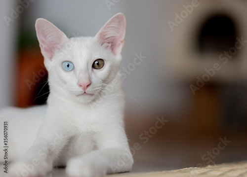 Close up portrait of a cat, domestic cat, kitty (selective focus) © ChirstoPher_Kim