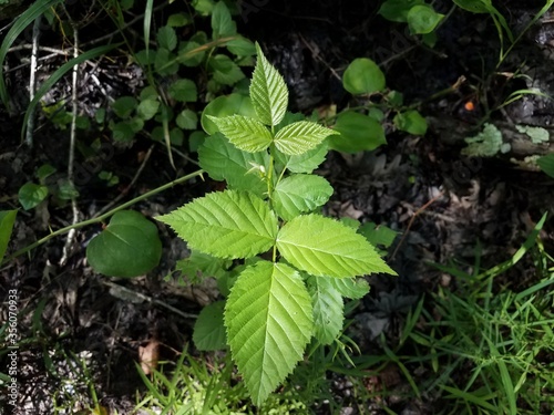 green poison ivy leaves on plant in forest or woods