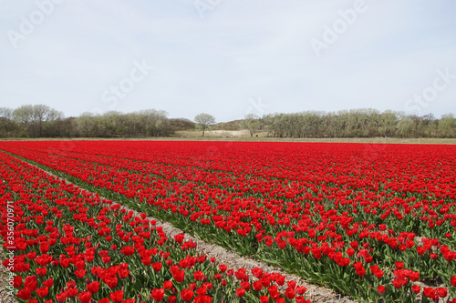 Tulip field with red tulips in North Holland near the village of Egmond aan den hoef in spring. In the distance the sand dunes. Netherlands, April 10,.