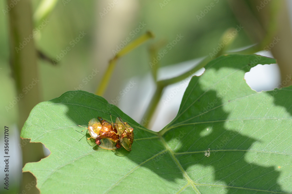 Fototapeta premium ladybird on leaf