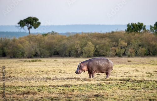 Hippo in the open grasslands of the Masai Mara, Kenya. Side view
