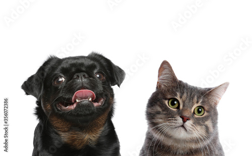 Cute cat and dog on white background. Fluffy friends © New Africa