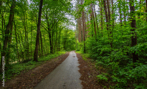 green forest in spring time  © babaroga