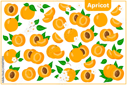 Set of vector cartoon illustrations with Apricot exotic fruits, flowers and leaves isolated on white background