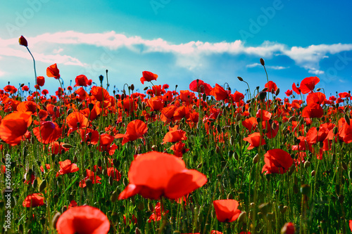 red poppy field