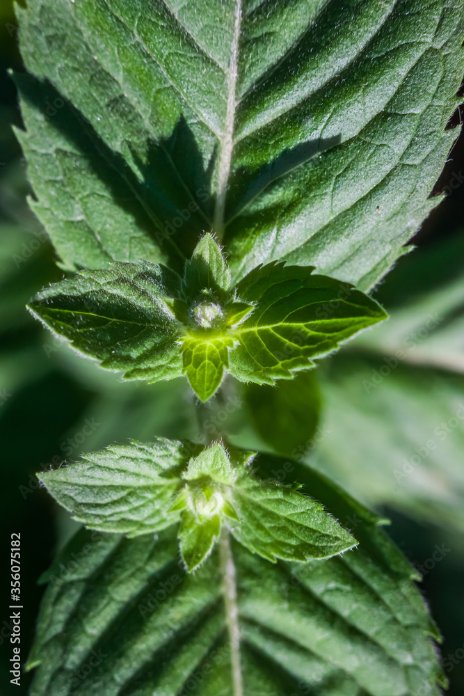 Young plant shoots close-up on a green background Young plant shoots close-up on a green background