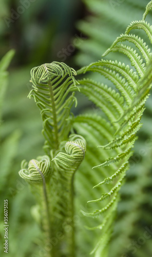 The drop-down branches of a fern