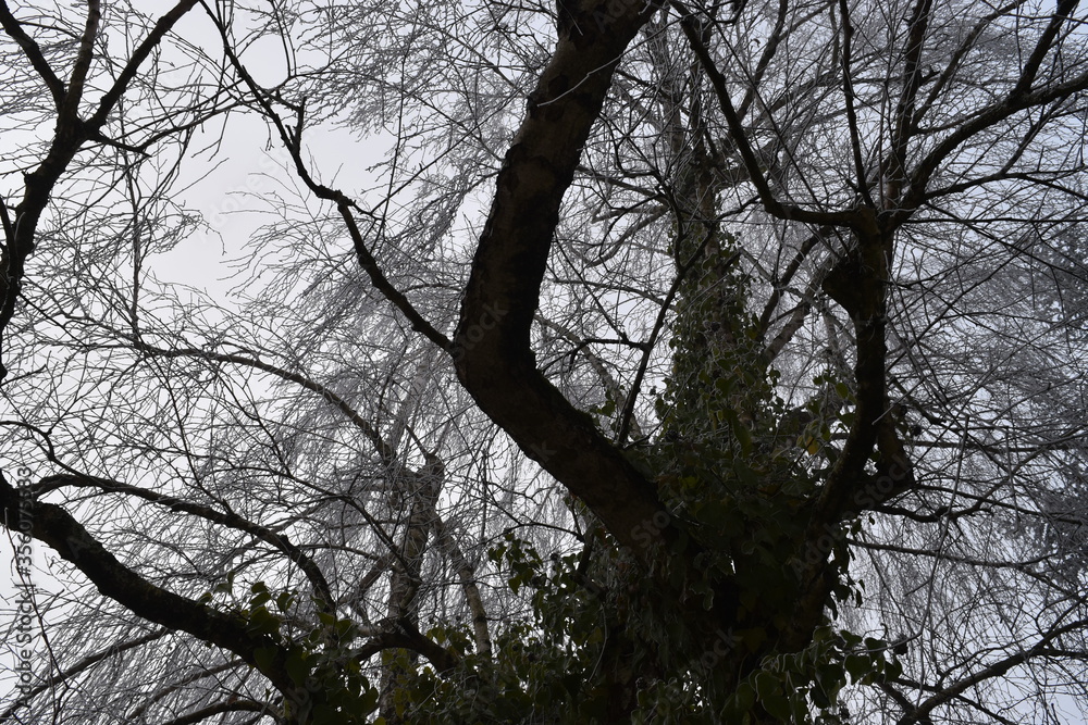 Trees with big branches in winter Trees with big branches in winter