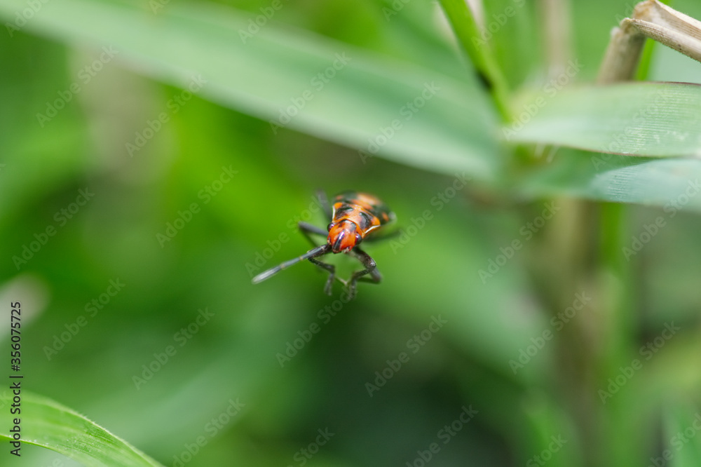 red bug on a leaf red bug on a leaf