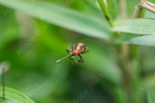 red bug on a leaf © pangcom
