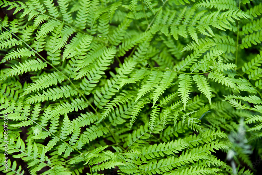Perennial herbaceous fern - common bracken Perennial herbaceous fern - common bracken