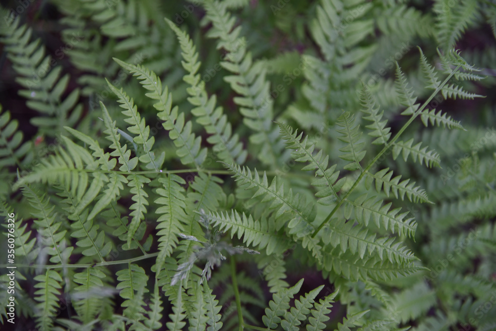 Perennial herbaceous fern - common bracken