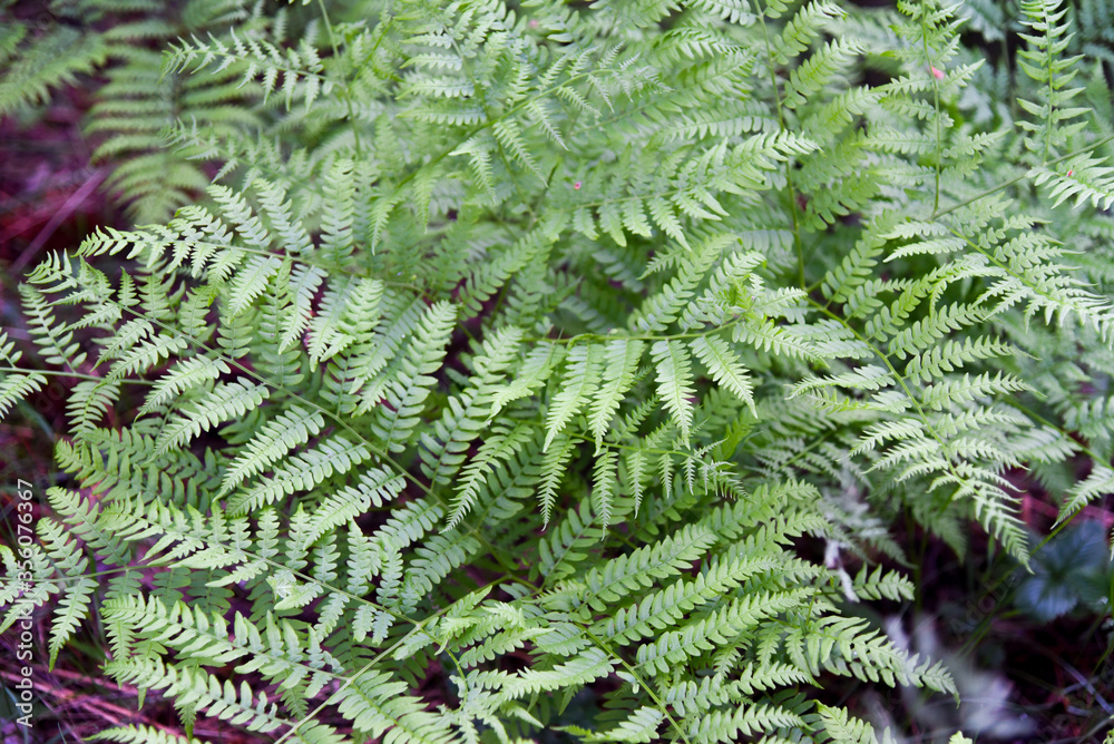 Perennial herbaceous fern - common bracken