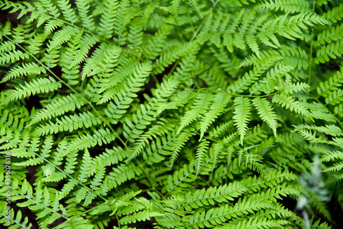 Perennial herbaceous fern - common bracken
