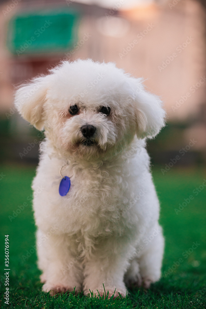 White poodle dog sits on the green grass and looks at the camera