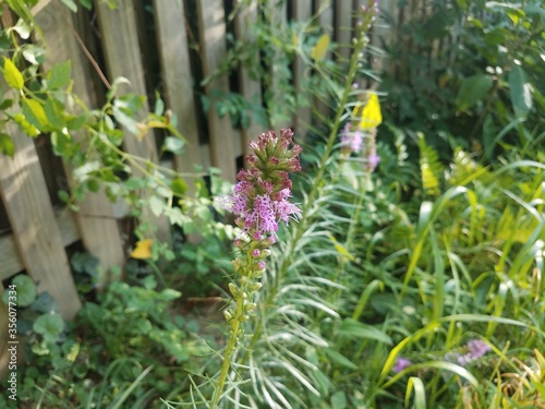 plant with green leaves and purple flowers