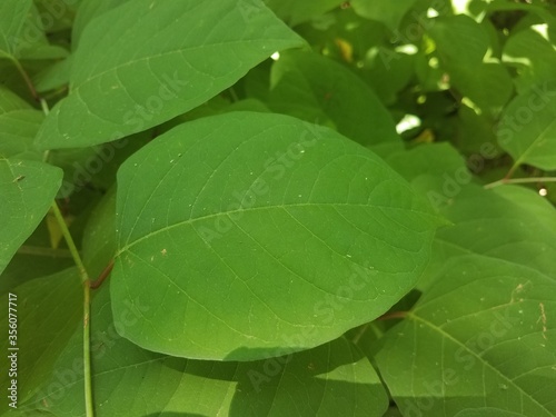 plant with large green leaves