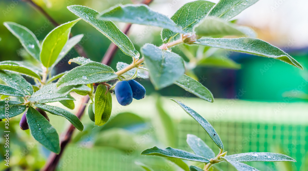 Berry honeysuckle on a branch after the rain Berry honeysuckle on a branch after the rain