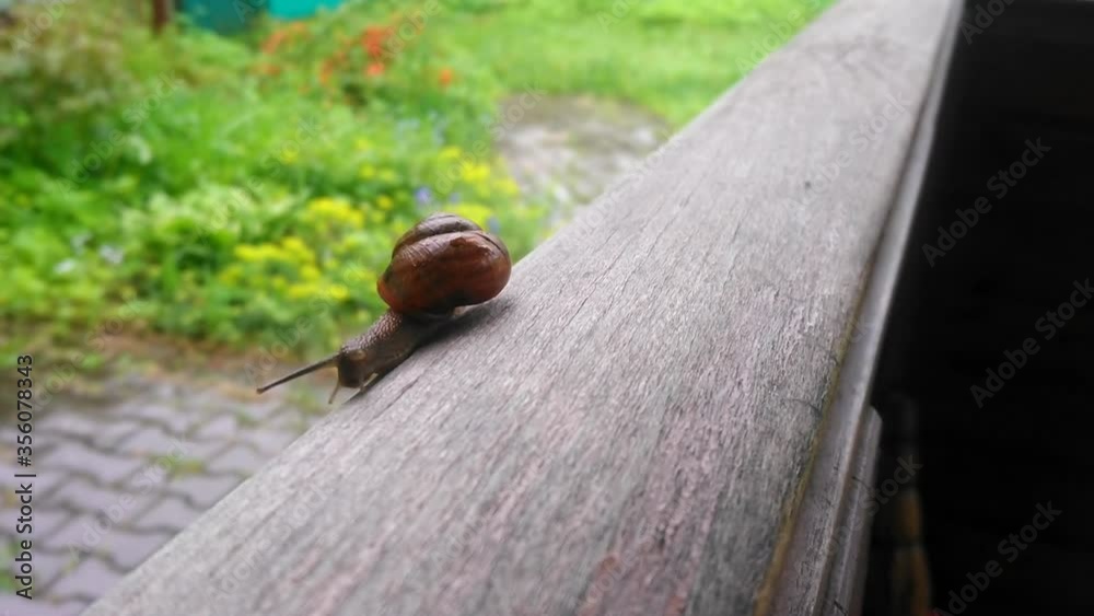 A large snail with a shiny shell crawls on a wooden surface after rain ...