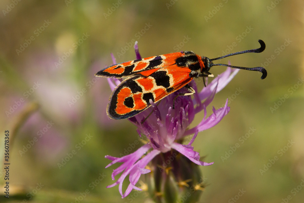 Aran Valley, Zygaena fausta, butterfly, lepidopotera Aran Valley, Zygaena fausta, butterfly, lepidopotera