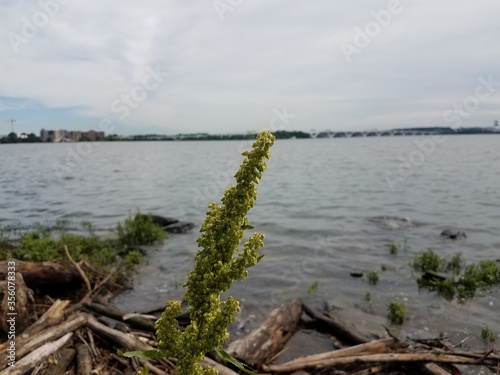 plant with Potomac river and Wilson bridge © Justin