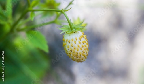 White strawberries on branch