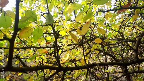 yellow leaves against blue sky