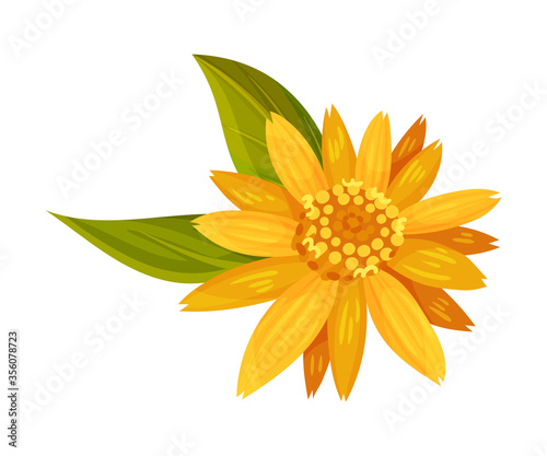 Arnica Yellow or Orange Flower Head with Long Ray Florets on Green Stem Vector Illustration