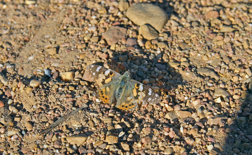 Painted lady  Vanessa cardui  is a well-known colourful butterfly. It is one of the butterflies with the largest geographic distribution  being found on all continents except Antarctica.