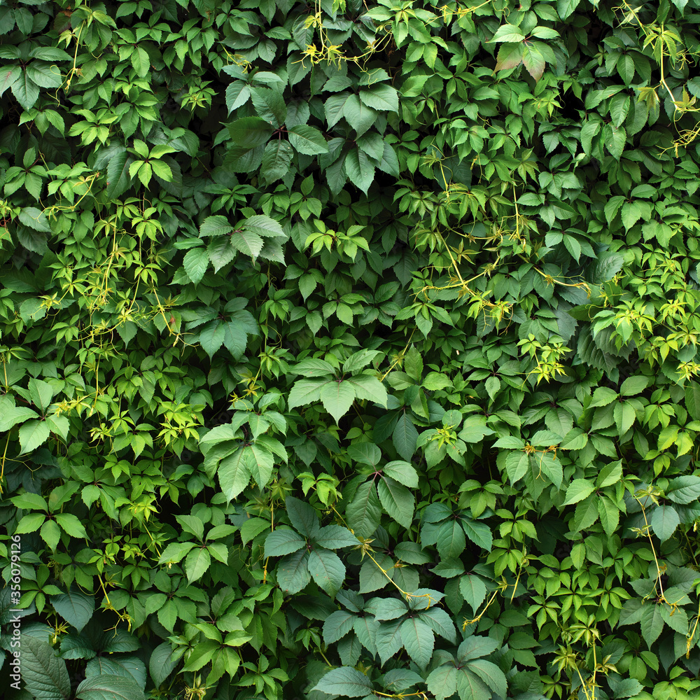 hedge of plant leaves. green ivy foliage, natural background - obrazy, fototapety, plakaty 