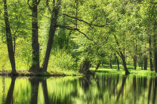 Forest summer lake water vi...