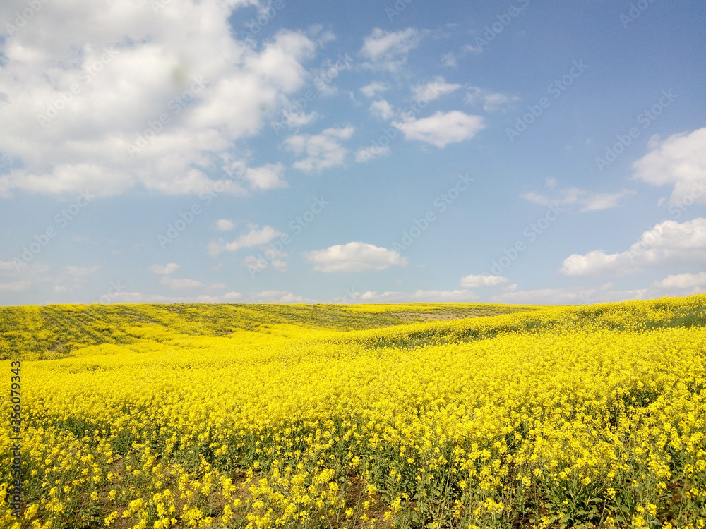 Landscape with yellow field  blue sky with white clouds