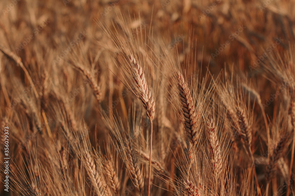 Fototapeta premium golden field and summer sunset