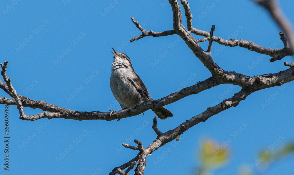 A wren is perched in a tree in southern California. A wren is perched in a tree in southern California.