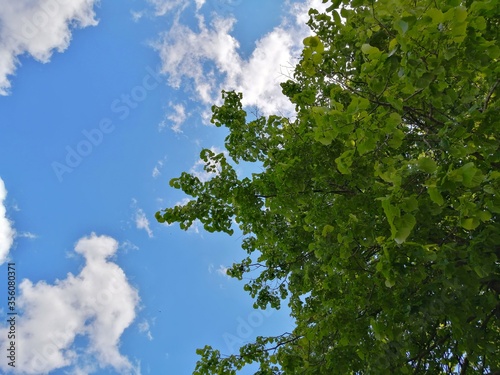 Green tree foliage and blue sky.