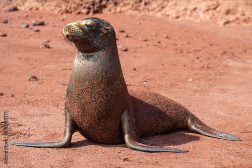Quadro su tela Sea Lion seal red beach Galapagos standing