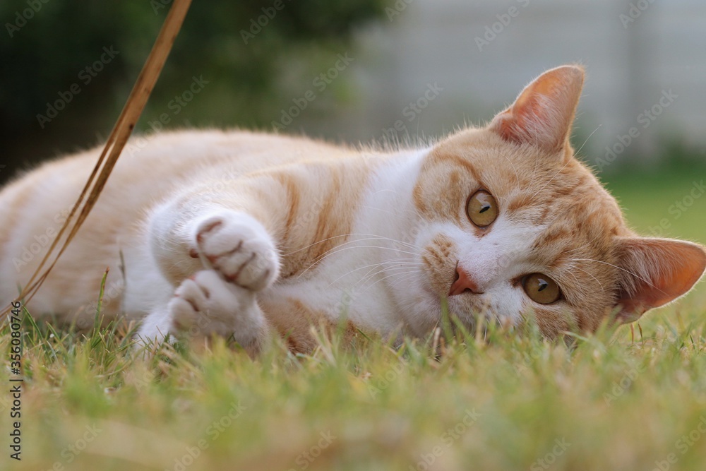 Ginger Cat, also called Tabby Cat, playing on the lawn. Ginger Cat, also called Tabby Cat, playing on the lawn.
