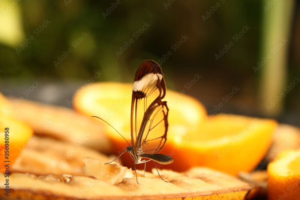 Naklejka premium butterfly sitting on fruit