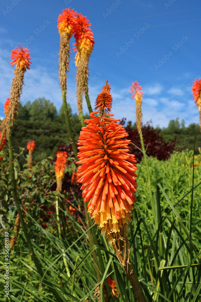 Large wild red hot pokers photographed in full sun against a blue sky. Botanical name Kniphofia.