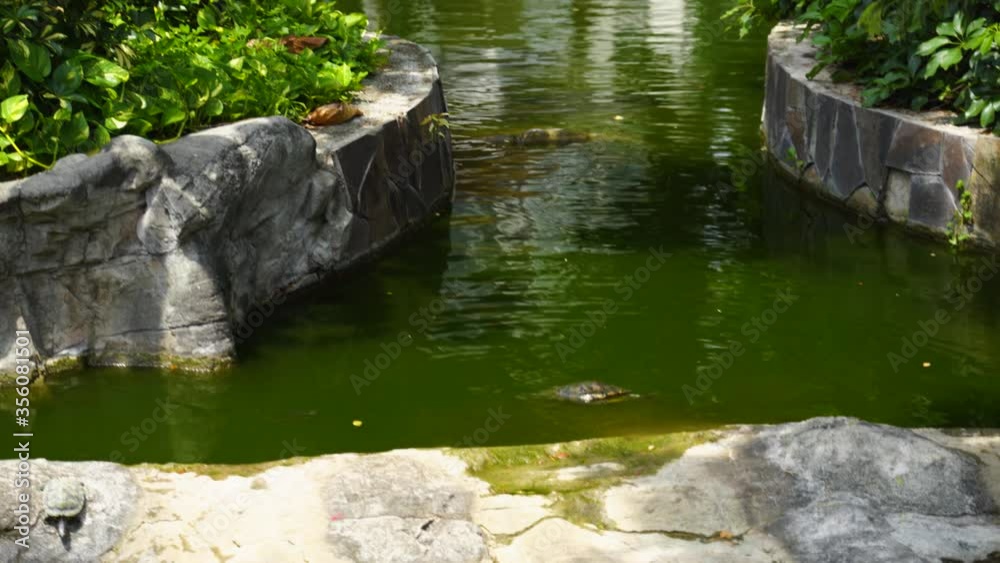 Turtles swimming around in a pond Turtles swimming around in a pond